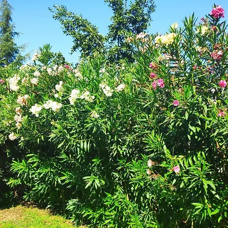 Zhelevа ゲストハウス 3*